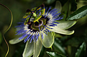 'Passion Flower (Passiflora) blooms in a garden; Astoria, Oregon, United States of America'