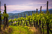 Vineyards and mountains near Smartno in the Goriska Brda wine region of Slovenia, Europe