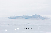Emperor Penguins (Aptenodytes forsteri) marching across sea ice on Snow Hill Island, Weddell Sea, Antarctica, Polar Regions