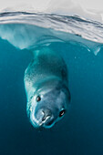 Adult leopard seal (Hydrurga leptonyx) inspecting the camera above and below water at Damoy Point, Antarctica, Polar Regions