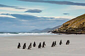 Magellanic penguins (Spheniscus magellanicus) returning to the sea to feed on Saunders Island, West Falkland Islands, UK Overseas Protectorate, South America