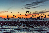 Adult Heermann's gulls (Larus heermanni) taking flight at sunset on Isla Rasita, Baja California, Mexico, North America