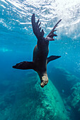 California sea lion (Zalophus californianus) underwater at Los Islotes, Baja California Sur, Mexico, North America