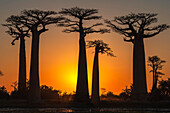 Baobab trees (Adansonia Grandidieri) at sunset, Morondava, Toliara province, Madagascar, Africa