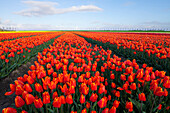 Rows of orange tulips, North Holland, Netherlands, Europe