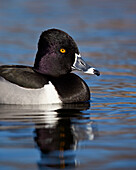Ring-necked duck (Aythya collaris) swimming, Clark County, Nevada, United States of America, North America