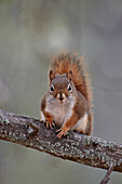 American red squirrel (red squirrel) (Spruce squirrel) (Tamiasciurus hudsonicus), Custer State Park, South Dakota, United States of America, North America