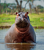 Hippopotamus, Okavango Delta, Botswana, Africa