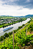 Cruise ship passing a vineyard at Muehlheim, Moselle Valley, Rhineland-Palatinate, Germany, Europe
