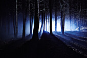 Eerie woods and the English countryside at night, light streaming through trees, England, United Kingdom, Europe