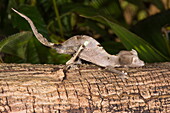 Fantastic leaf tailed gecko (Uroplatus phantasticus), Madagascar, Africa