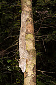 Leaf-tailed Gecko (Uroplatus fimbriatus), Nosy Mangabe, Maroantsera, Madagascar, Africa