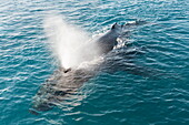 Humpback whale (Megaptera novaeangliae) adult surfacing and exhaling, Hervey Bay, Queensland, Australia, Pacific