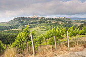 Vineyards near to San Gimignano, Tuscany, Italy, Europe