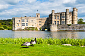 Geese at Leeds Castle, Maidstone, Kent, England, United Kingdom, Europe