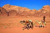 Bedouin and camels, Wadi Rum, Jordan, Middle East