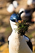 King cormorant (Imperial cormorant) (Phalacrocorax atriceps) with nest materials, the Neck, Saunders Island, Falkland Islands, South America