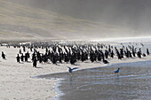Gentoo penguin (Pygoscelis papua) and sea spray, the Neck, Saunders Island, Falkland Islands, South America