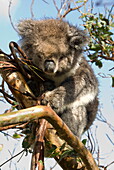 Koala in the wild, in a gum tree at Cape Otway, Great Ocean Road, Victoria, Australia, Pacific