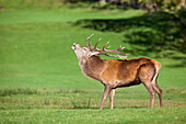 Red deer stag (Cervus elaphus) roaring, Arran, Scotland, United Kingdom, Europe