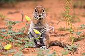 Ground squirrel (Xerus inauris) eating devil's thorn flowers (Tribulus zeyheri), Kgalagadi Transfrontier Park, Northern Cape, South Africa, Africa