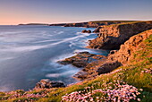 Flowering pink thrift on the Cornish cliffs looking towards Trevose Head, Cornwall, England, United Kingdom, Europe