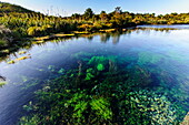 Te Waikoropupu springs declared as clearest fresh water springs in the world, Takaka, Golden Bay, Tasman Region, South Island, New Zealand, Pacific