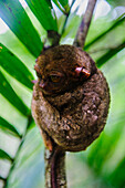 Philippine tarsier (Carlito syrichta), smallest monkey in the world, Bohol, Philippines, Southeast Asia, Asia