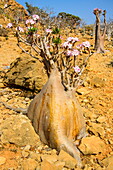 Bottle trees in bloom (Adenium obesum), endemic tree of Socotra, Homil Protected Area, island of Socotra, UNESCO World Heritage Site, Yemen, Middle East