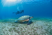 Green sea turtle (Chelonia mydas) resting on sea grass with on-looking scuba divers, Naama Bay, Ras Mohammed National Park, Sharm El Sheikh, Red Sea, Egypt, North Africa, Africa