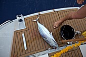 Tuna on the stern platform on a sailing boat, yachtm, Sailing