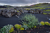 Black sand and bushes in the mountains, Fjallabak, South Island, Island