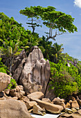 Baum am Strand Grand Anse, La Digue Island, Seychellen
