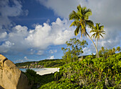 Palme am Strand Grand Anse, La Digue Island, Seychellen
