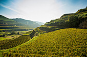 Hügel und Weinberge bei Schelingen, Kaiserstuhl, Baden-Württemberg, Deutschland