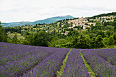 Lavendelfelder, Aurel bei Sault, Département Vaucluse, Provence-Alpes-Côte d´Azur, Provence, Frankreich