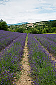 lavender fields, Aurel near Sault, Departement Vaucluse, Provence-Alpes-Cote d´Azur, Provence, France