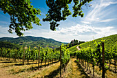 Weinberge, Schloss Staufenberg, Durbach, Ortenau, Schwarzwald, Baden-Württemberg, Deutschland