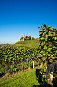 Weinberge, Schloss Ortenberg, Ortenberg, Ortenau, Schwarzwald, Baden-Württemberg, Deutschland