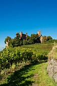 Weinberge, Schloss Ortenberg, Ortenberg, Ortenau, Schwarzwald, Baden-Württemberg, Deutschland