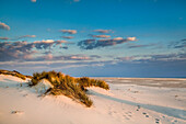 Dünen und Strand, Amrum, Nordfriesische Inseln, Nordfriesland, Schleswig-Holstein, Deutschland