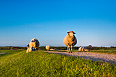 Schafe auf dem Deich, Steenodde, Amrum, Nordfriesische Inseln, Nordfriesland, Schleswig-Holstein, Deutschland