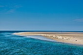 Seals on a sandbank, Hallig Langeness, North Frisian Islands, Schleswig-Holstein, Germany