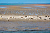 Robben auf einer Sandbank, Hallig Langeneß, Nordfriesische Inseln, Nordfriesland, Schleswig-Holstein, Deutschland