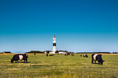 Cows in front of a lighthouse, Kampen, Sylt Island, North Frisian Islands, Schleswig-Holstein, Germany