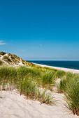 Dunes, Ellenbogen, Sylt Island, North Frisian Islands, Schleswig-Holstein, Germany