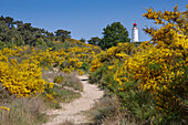 Broom bushes and lighthouse on Dornbusch, Hiddensee, Mecklenburg Western Pomerania, Germany