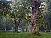 Ivenacker oak tree, Ivenack, Mecklenburgische Seenplatte, Mecklenburg Western Pomerania, Germany