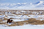Camel in the snow-covered sand dunes of the Khongoryn Els in the Gobi desert, Mongolia