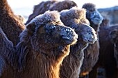 Camels with hoarfrost in wintertime in the Gobi desert, Mongolia